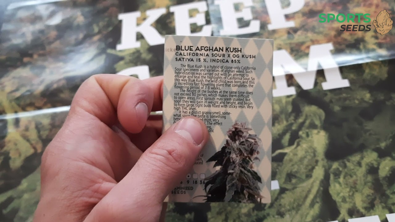 Blue Afghan Kush Feminised