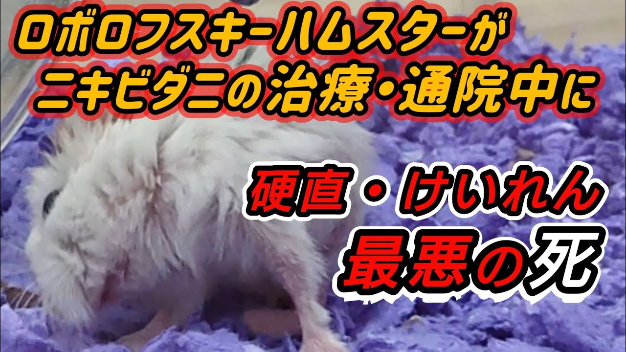 【ロボロフスキーハムスター】通院2週間【病院】帰り【予期せぬ死】