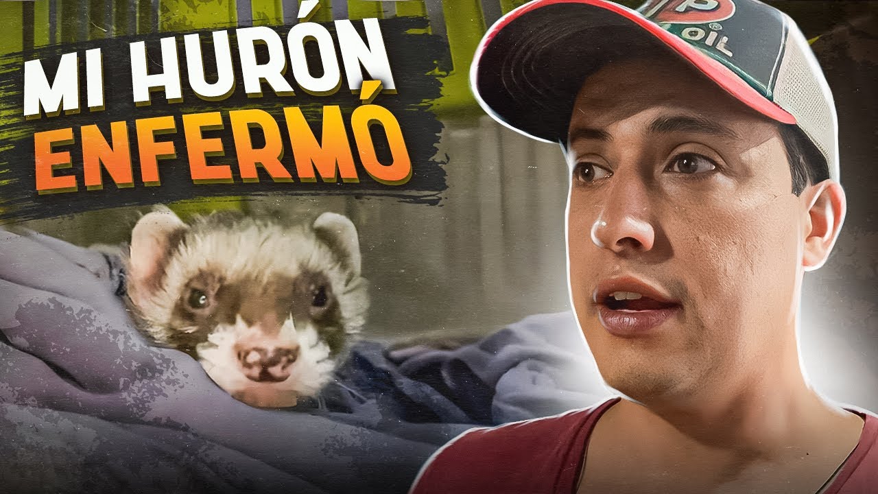 EMERGENCIA VETERINARIA!!! Mi Huron Logan Enfermó
