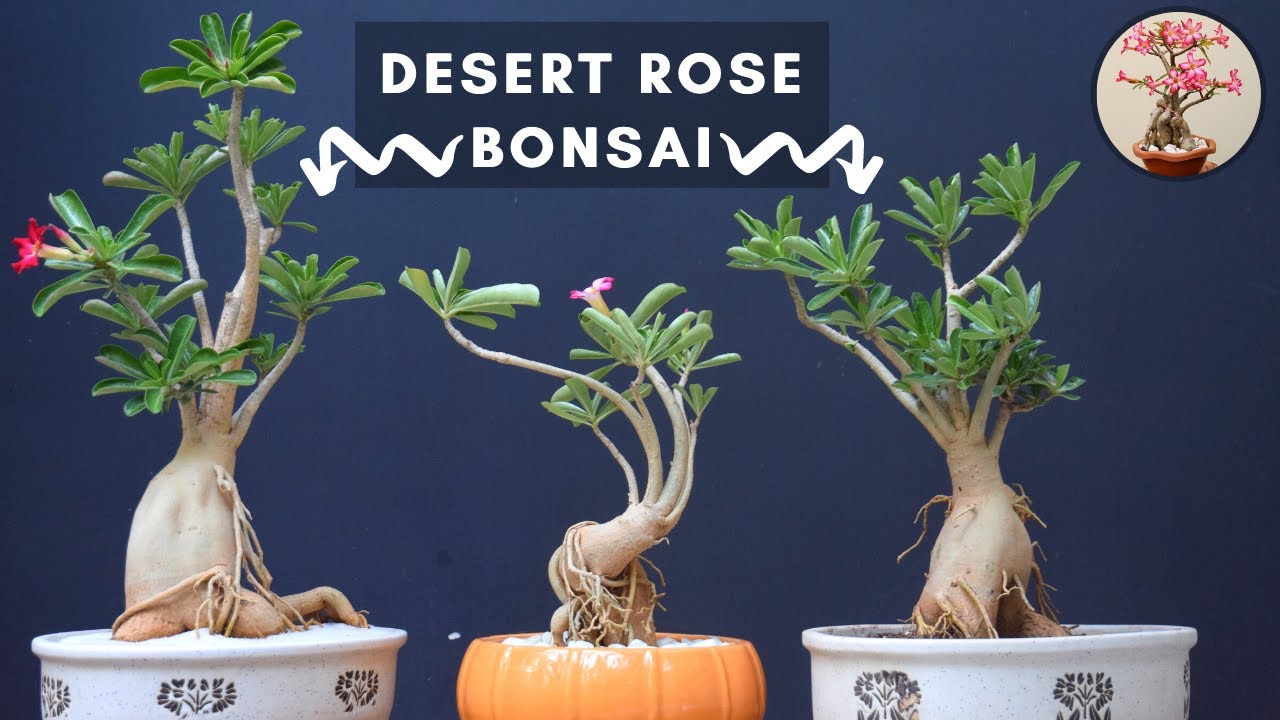 Уход и содержание бонсай из пустынной розы (Adenium obesum)