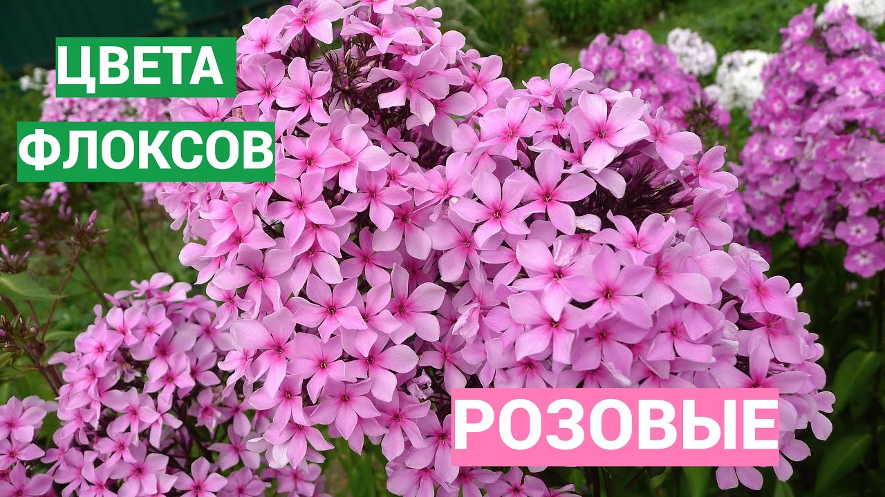 Цвета флоксов. Розовые флоксы