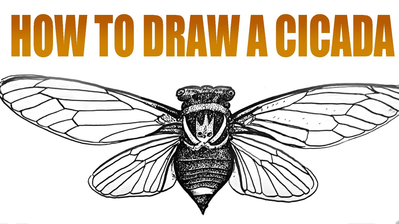 How to Draw a Cicada (intermediate)- Spoken Tutorial