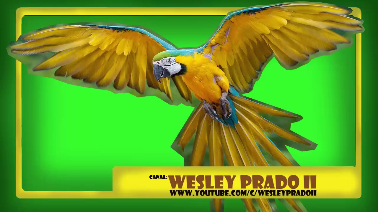 efeito sonoro de arara - Sound effect of macaw