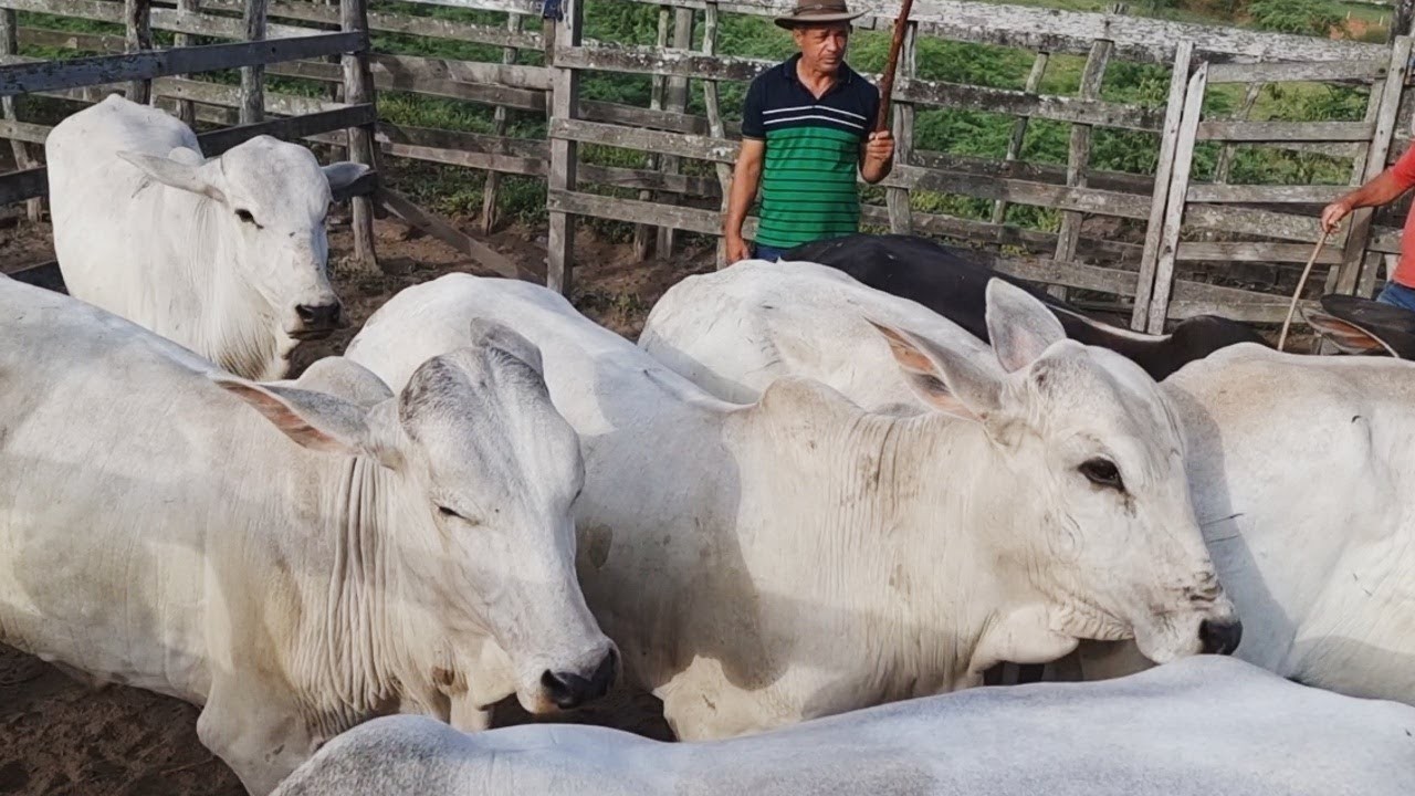 FEIRA DO GADO EM SURUBIM-PE  #nordeste