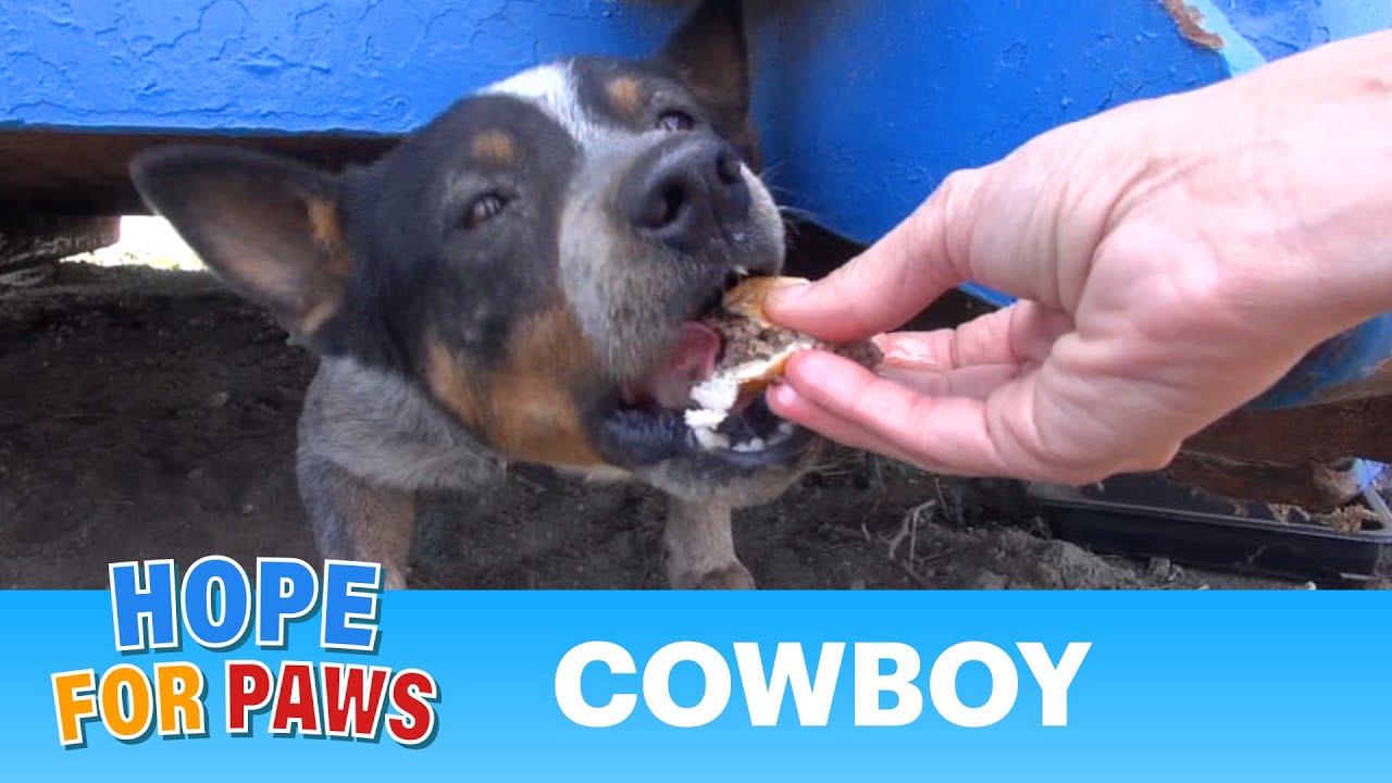 After living under a dumpster for 11 months, this dog gets rescued & goes from SAD to HAPPY! #rescue