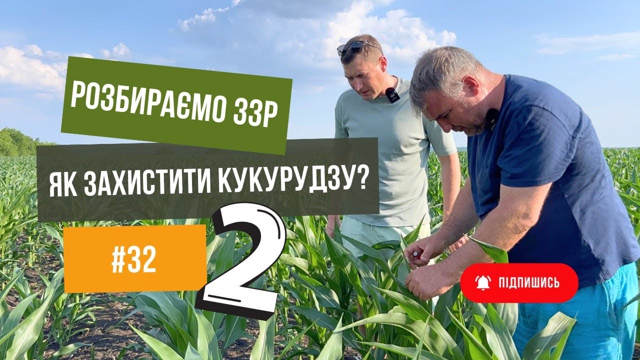 Дробязко рекомендує💪. Як захистити кукурудзу 🌽.