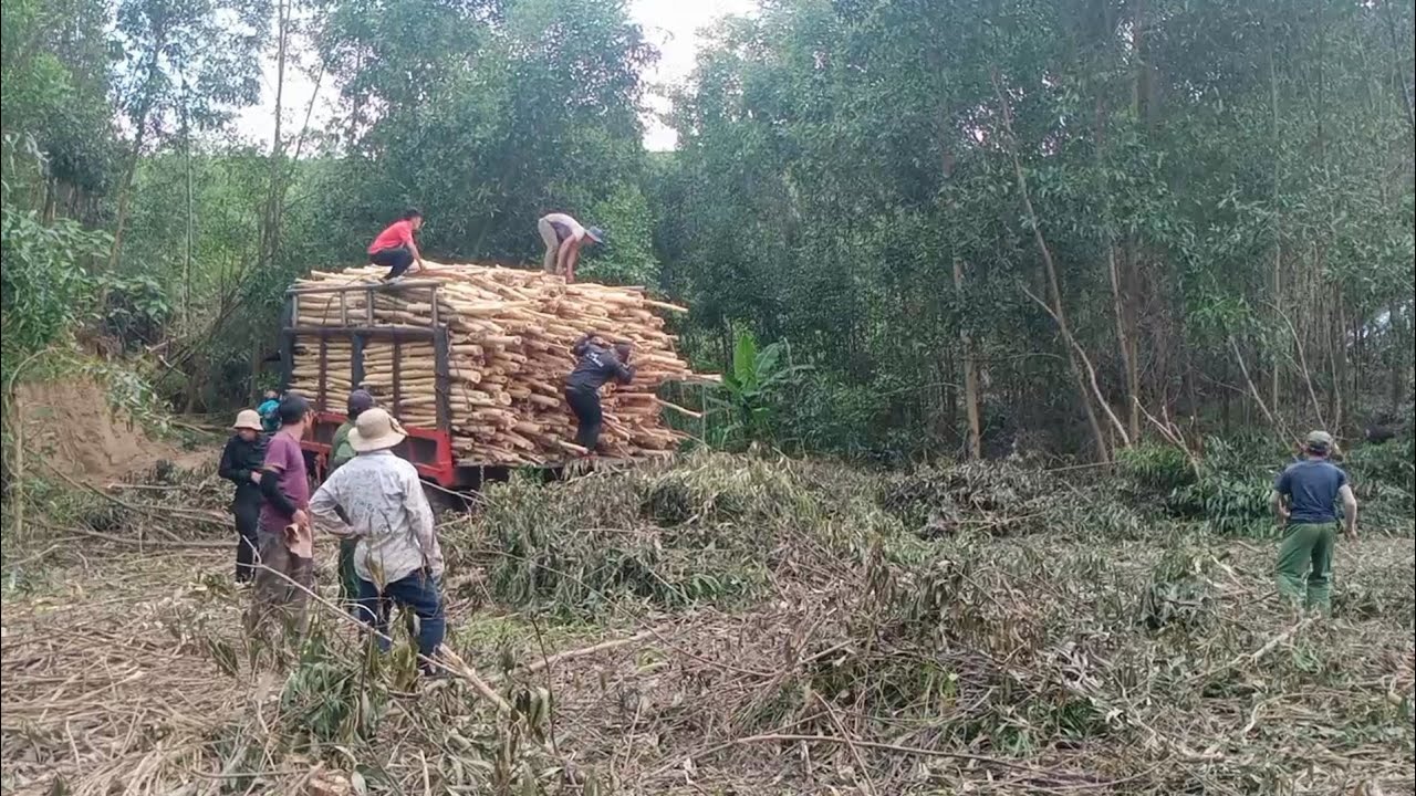 bay vào rừng khai thác gỗ keo công ở đây rất đông và rất vui