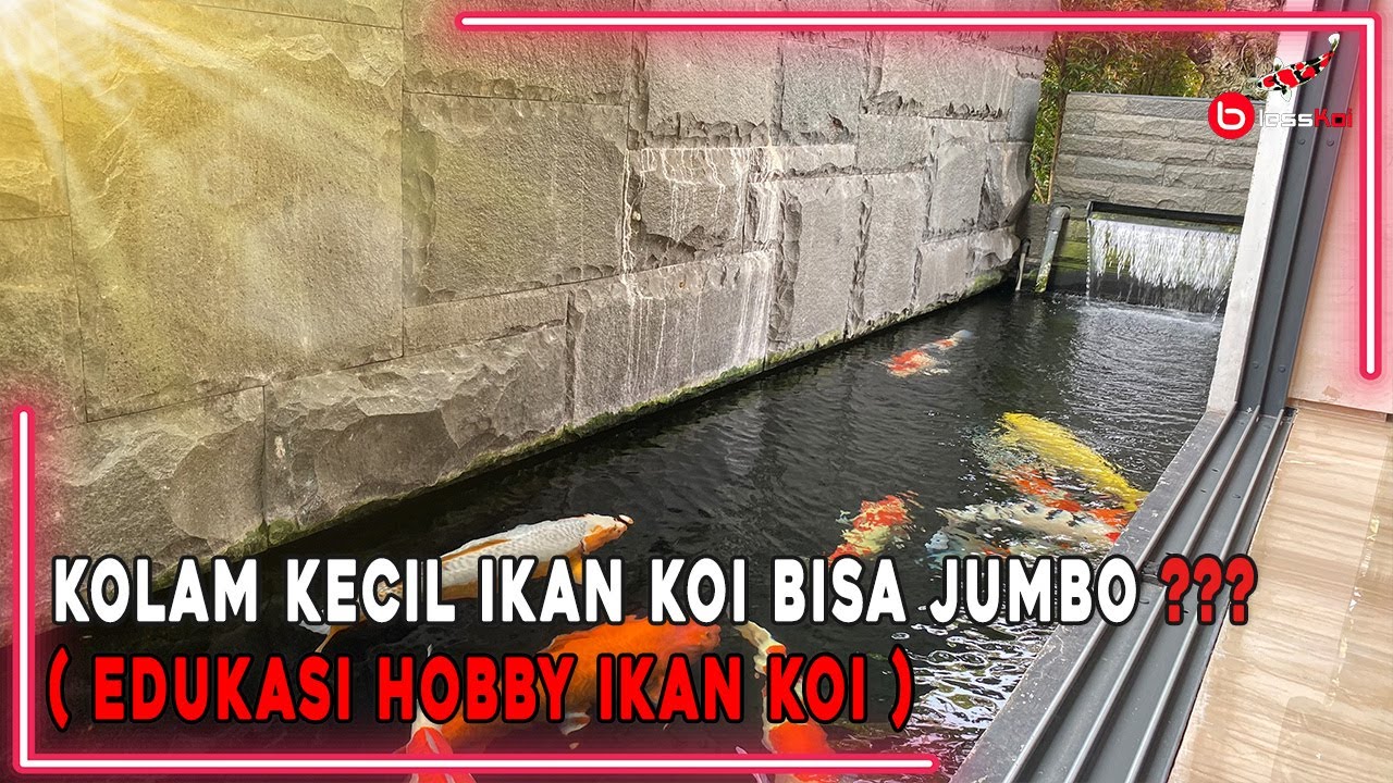 KOLAM KECIL IKAN KOI BISA JUMBO ❓️❓️❓ ( EDUKASI HOBBY IKAN KOI )