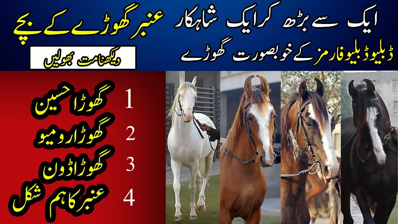 Tent Pegging Beautiful Horses Breed || Pakistani Famous Horses || Ambar Horse Breed || WW Farms