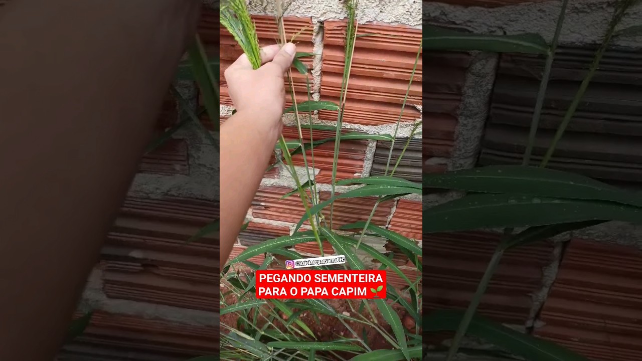 🌱 Pegando pend&atilde;o de capim em casa #shorts #passaros #papacapim