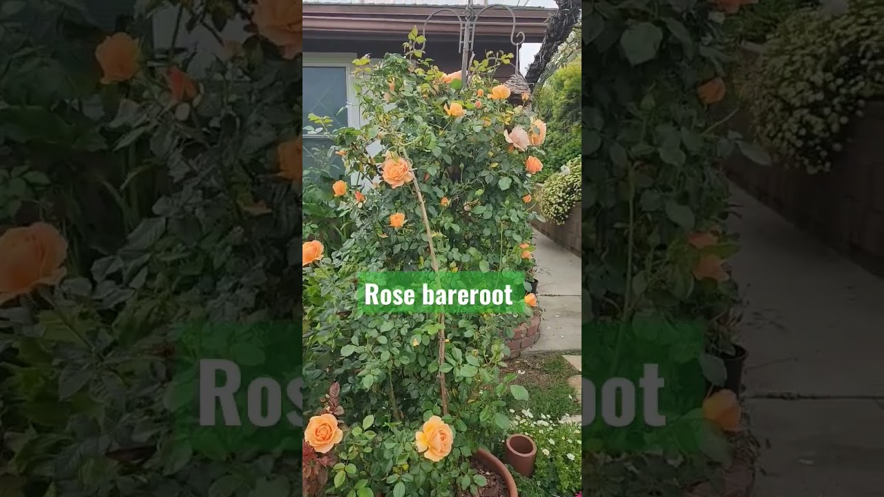 Golden opportunity climbing rose bare-root second year zone 10a