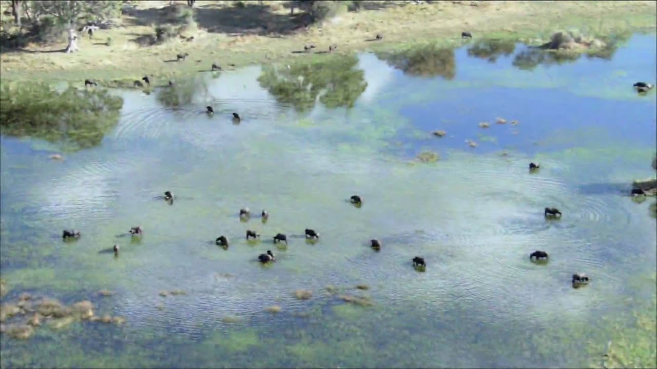 BBC - Planet Earth - Trailer.mp4