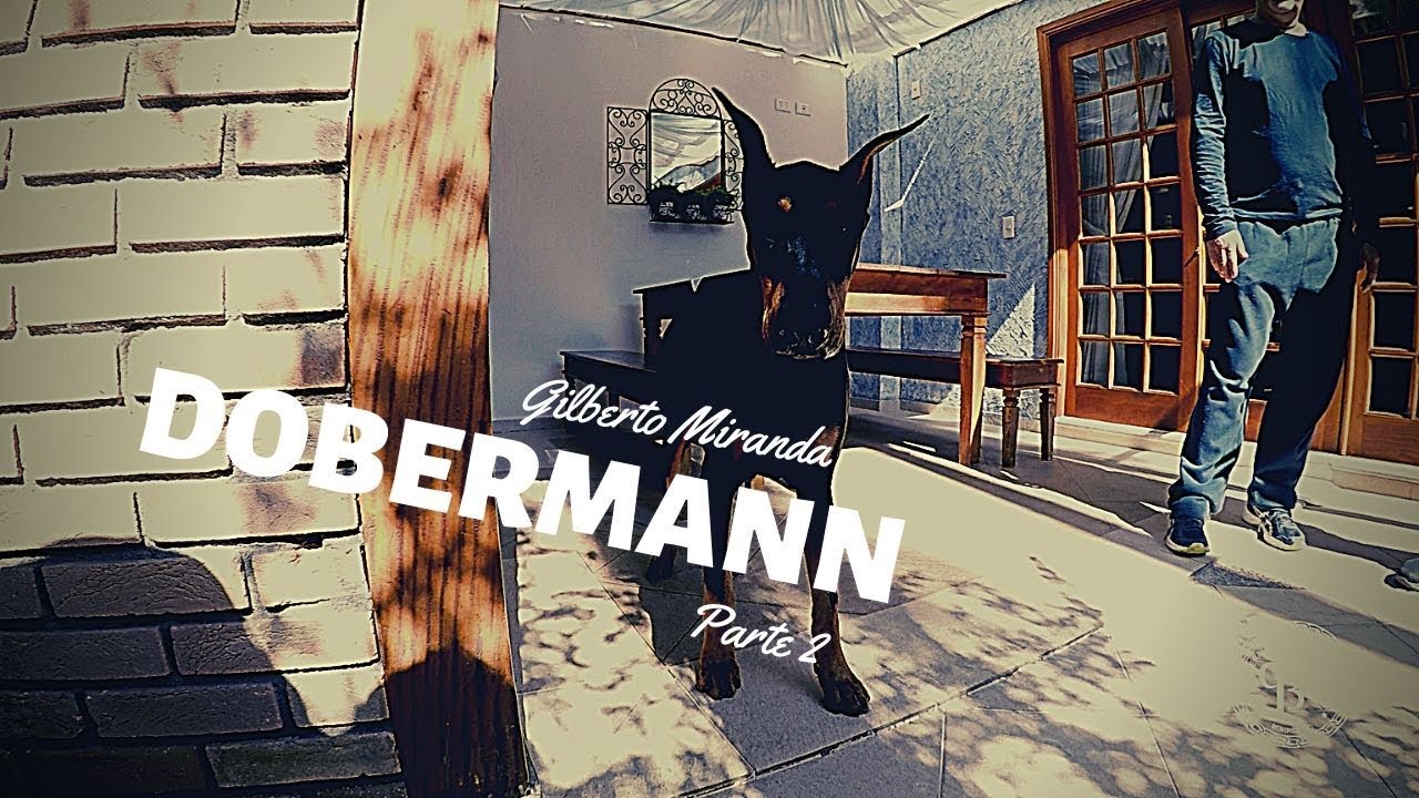 Dobermann | Dr. Edgard Morales Brito | Parte 2