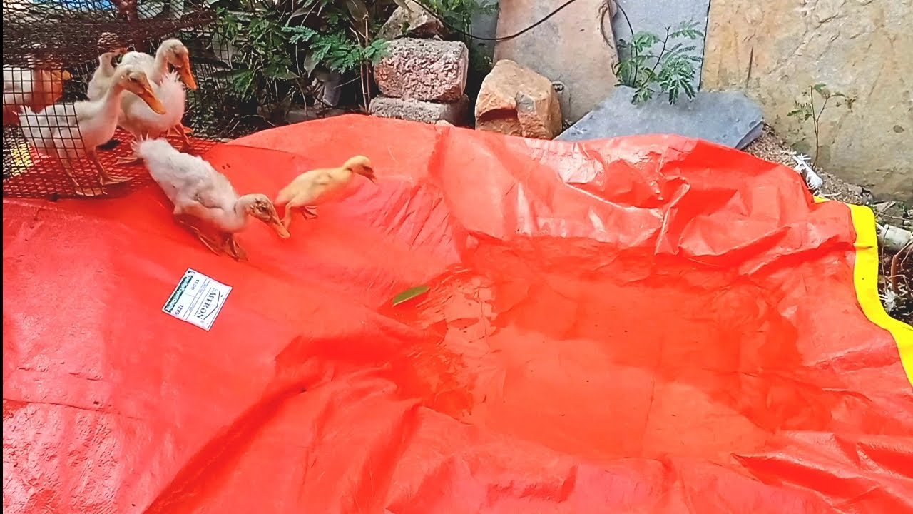 Baby Ducklings Bathing Time 🦆 | Sliding & Playing in Small Swing Pool | Village Style