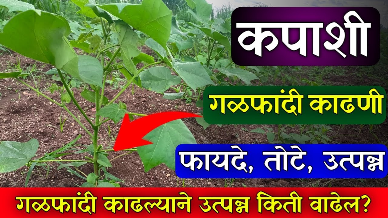 कापूस गळफांदी काढणी / गळफांदी कधी काढावी? / कपाशी गळफांदी काढण्याचे फायदे व तोटे / galfandi kadhni