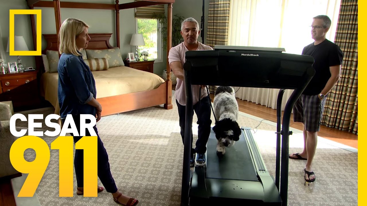 Taking the Bull by the Horns | Cesar 911