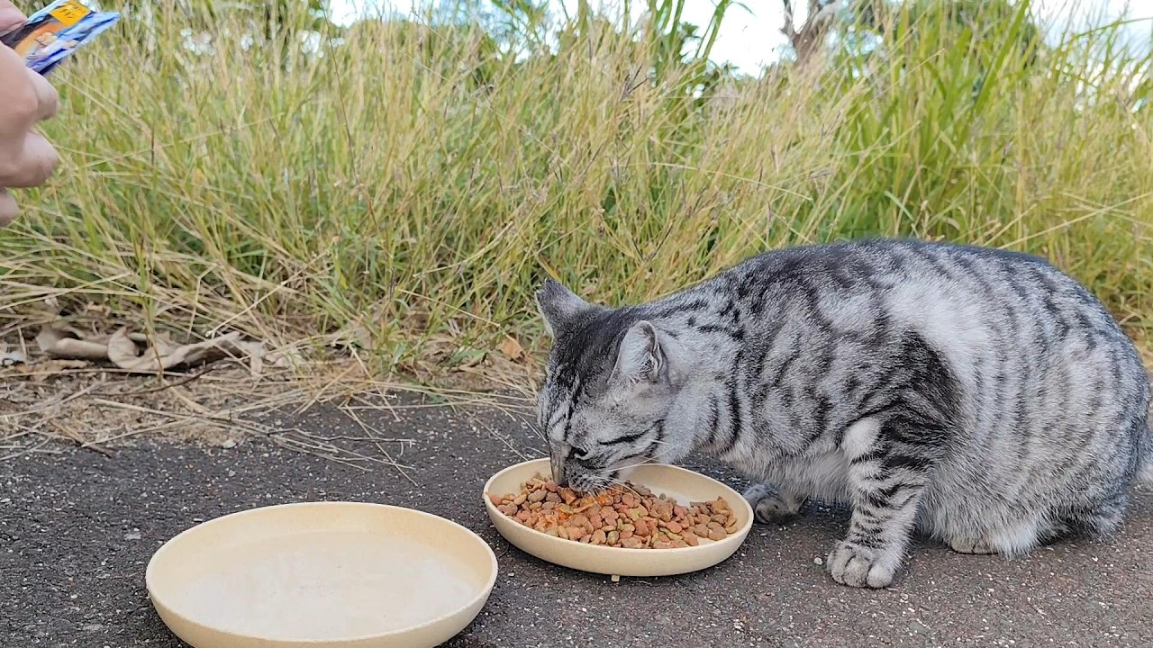 2025.12.7 猫巡り サバトラに美味しいカリカリと大好きなウェットフードを