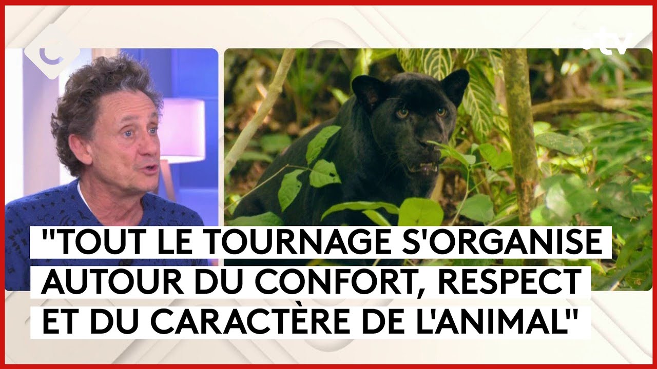 “Le dernier jaguar”, le nouveau défi de Gilles de Maistre  - C à Vous - 05/02/2024