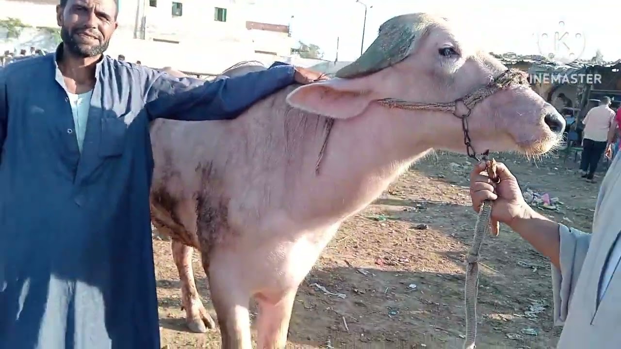 اسعار العجول الذكوره الجاموس اللحم في سوق دمنهور العمومي للمواشي يوم 6/9/2025