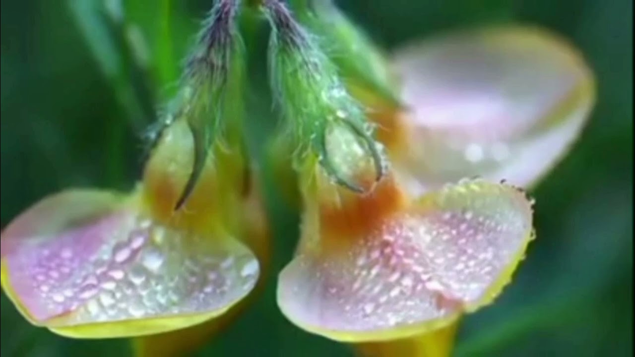 Música acompanhado com flores