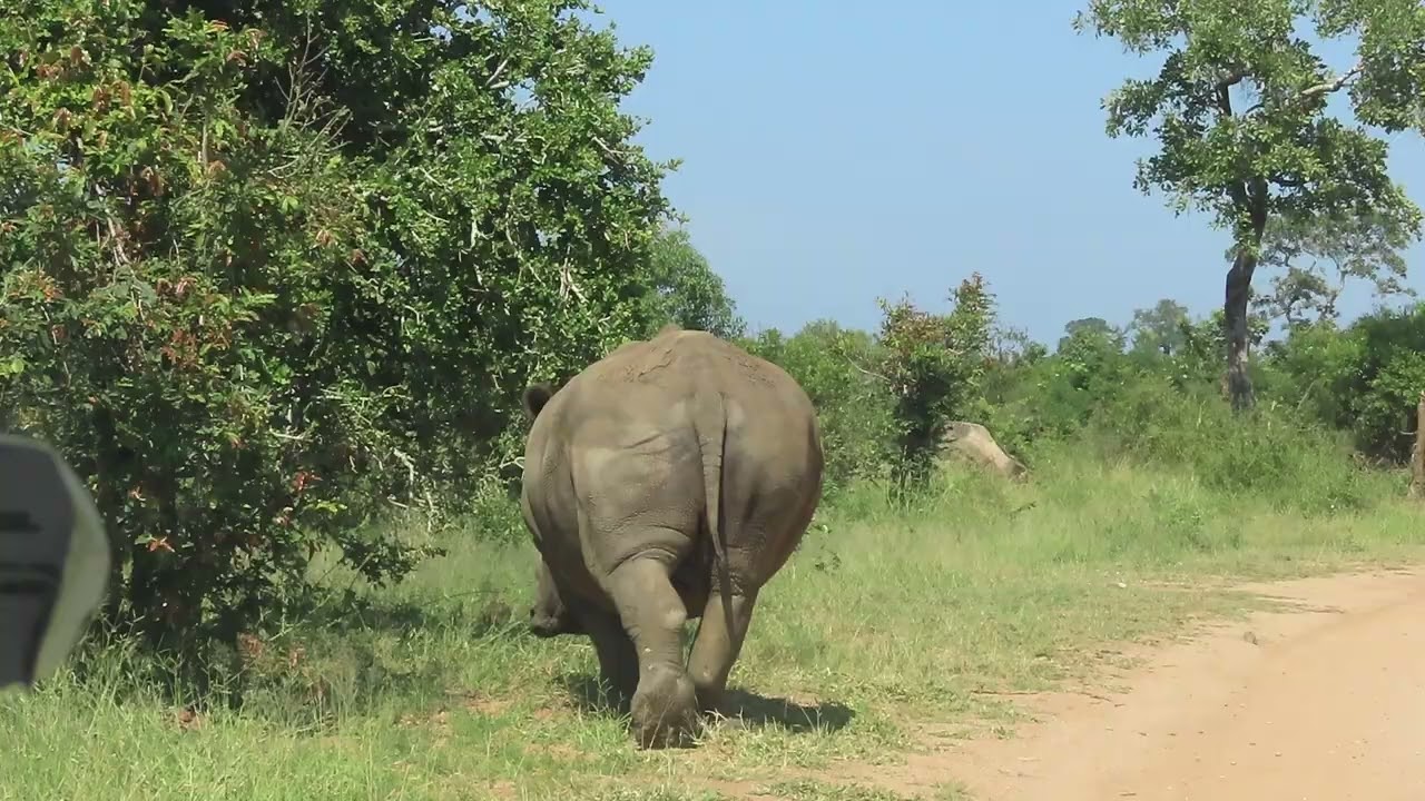 Exciting rhino sighting in Kruger National Park