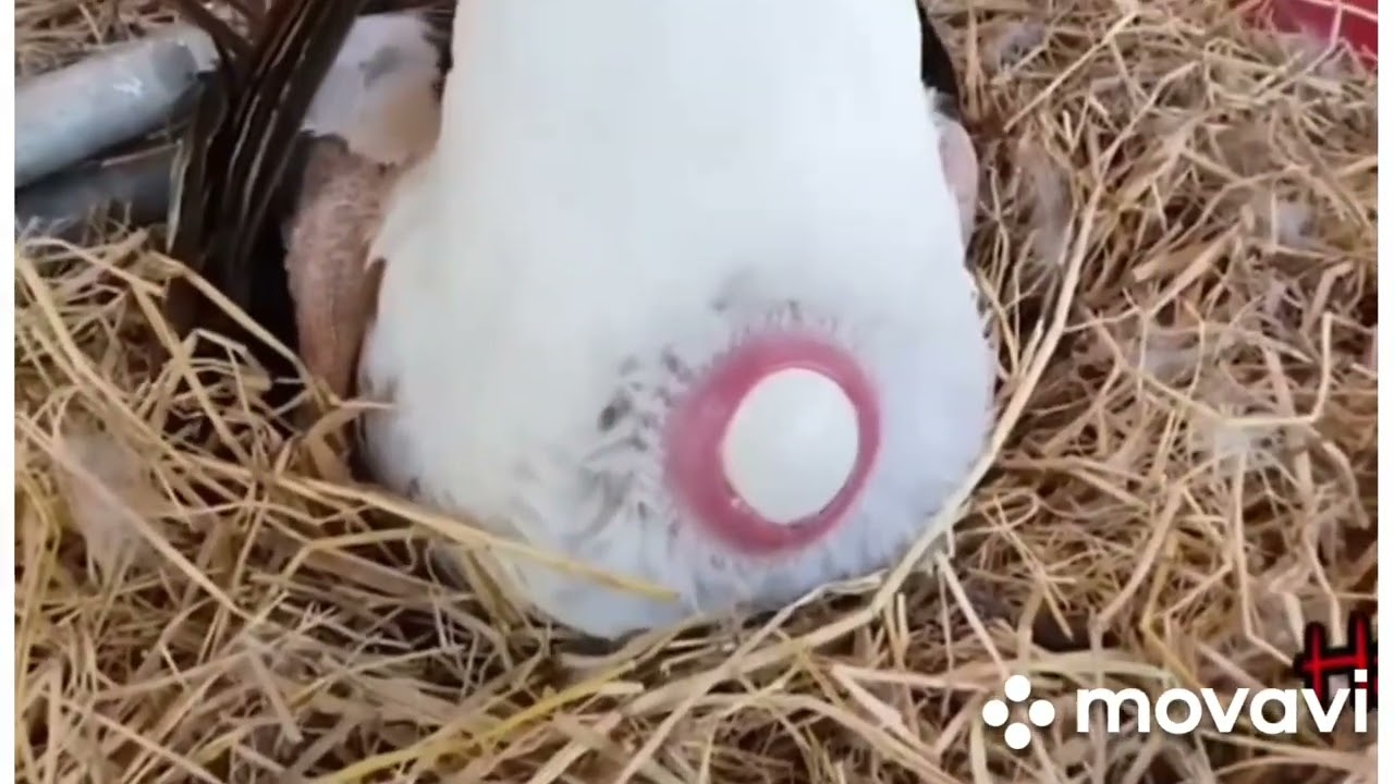 egg laying, how duck lay eggs?