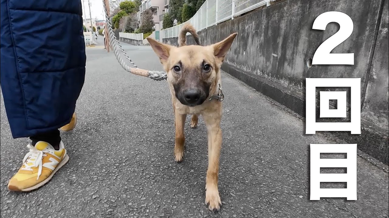 野犬の子犬、2回目のお散歩。そして…