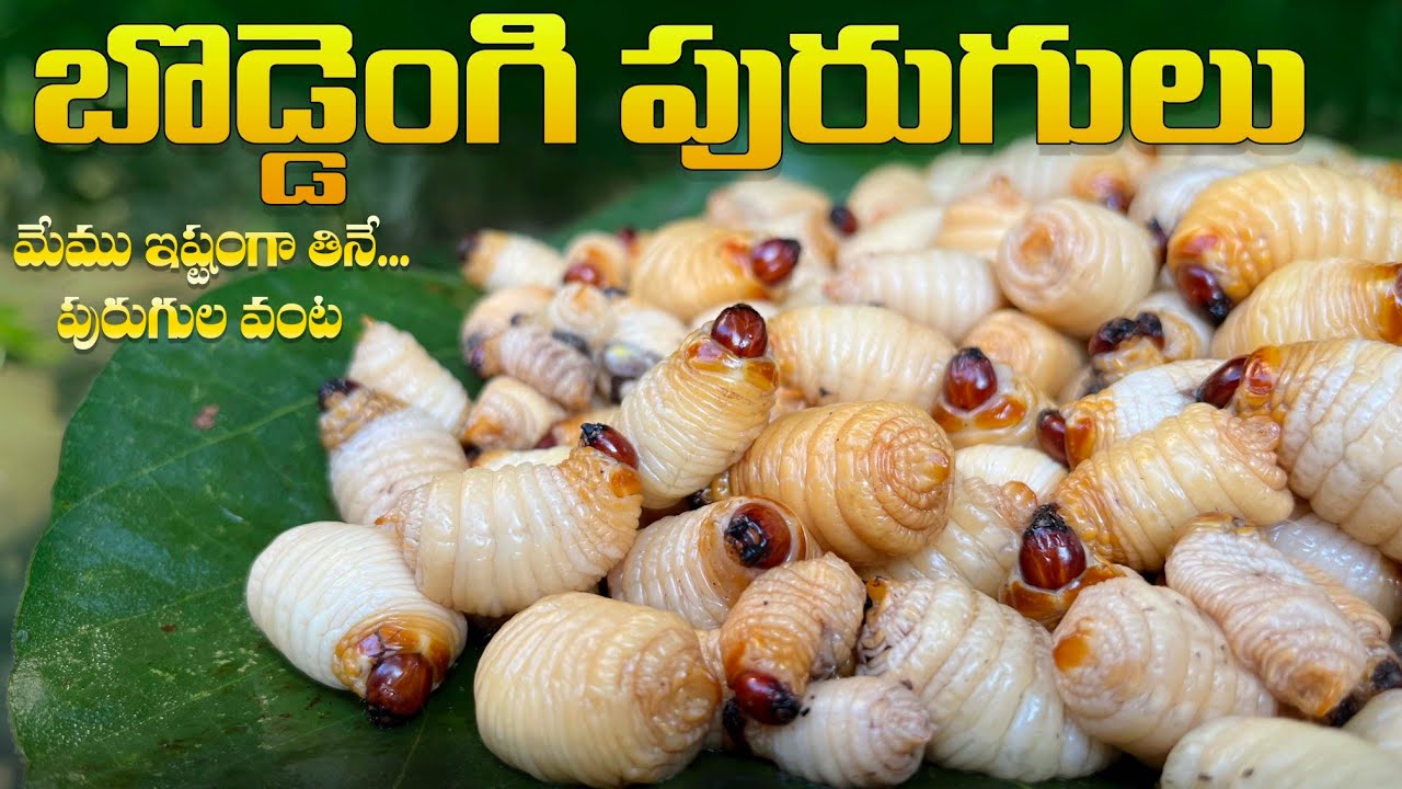 మా గిరిజనులు ఇష్టంగా తినే పురుగుల వంట | Tribal traditional dish | Tribal cooking