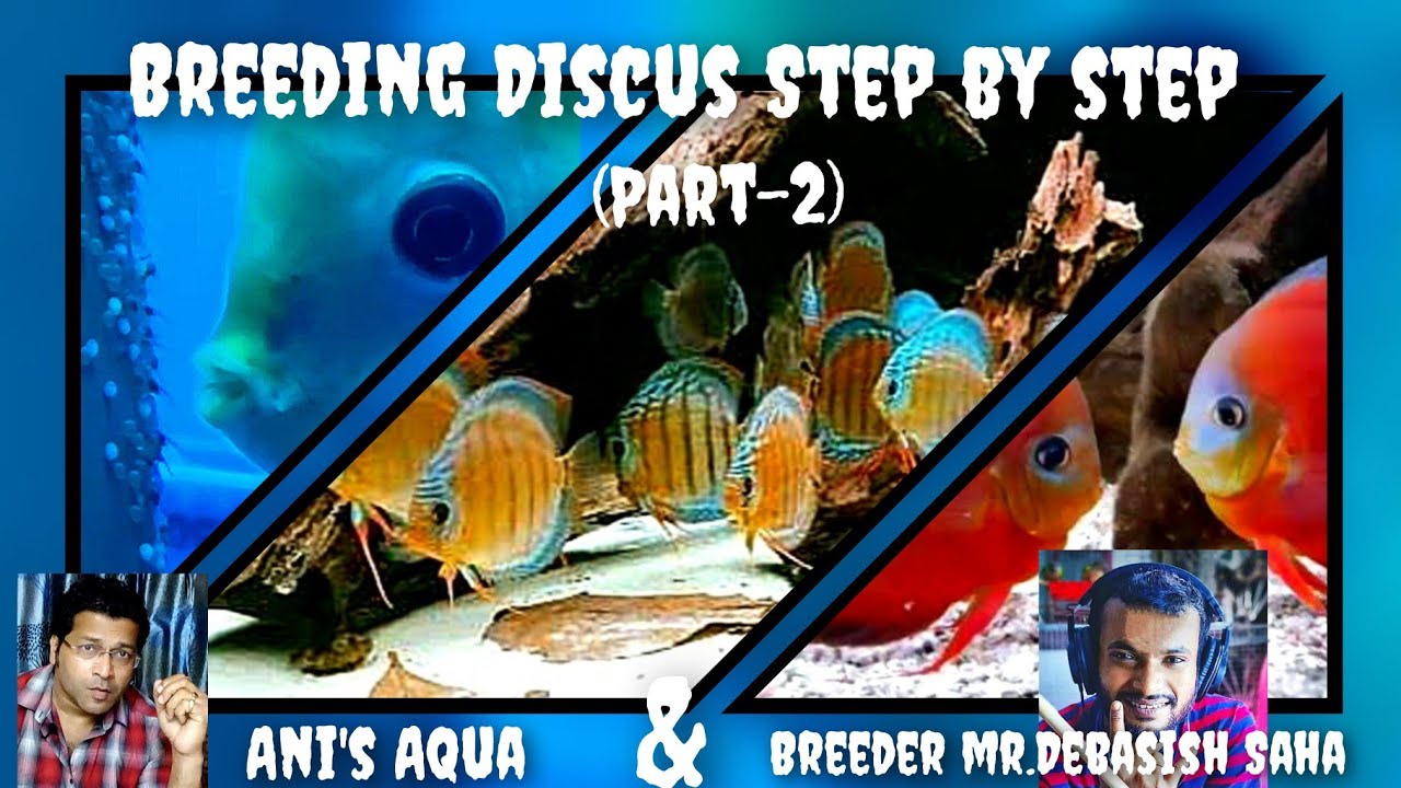 DISCUS BREEDING STEP BY STEP -( Part-2)