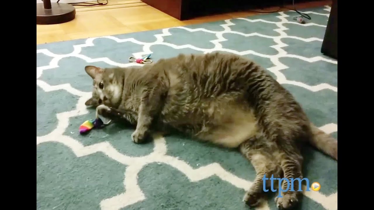 Chasers Cat Toys from Cat Dancer Products