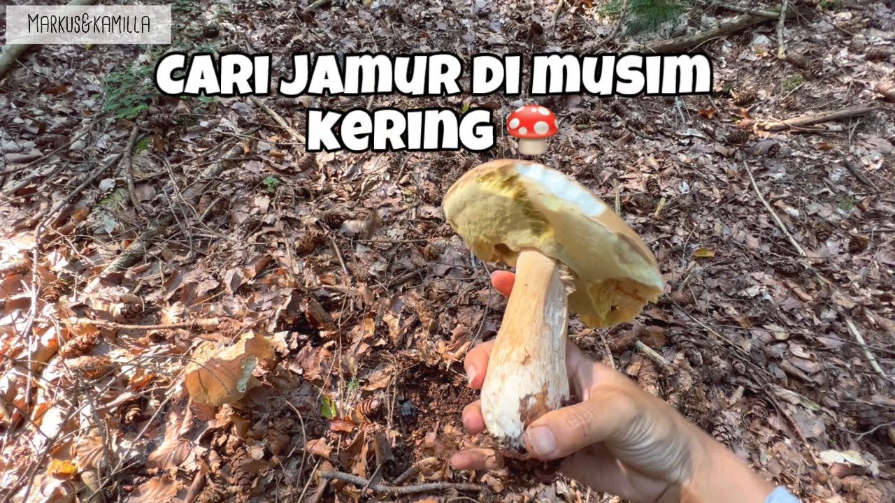 CARI JAMUR di MUSIM KEMARAU