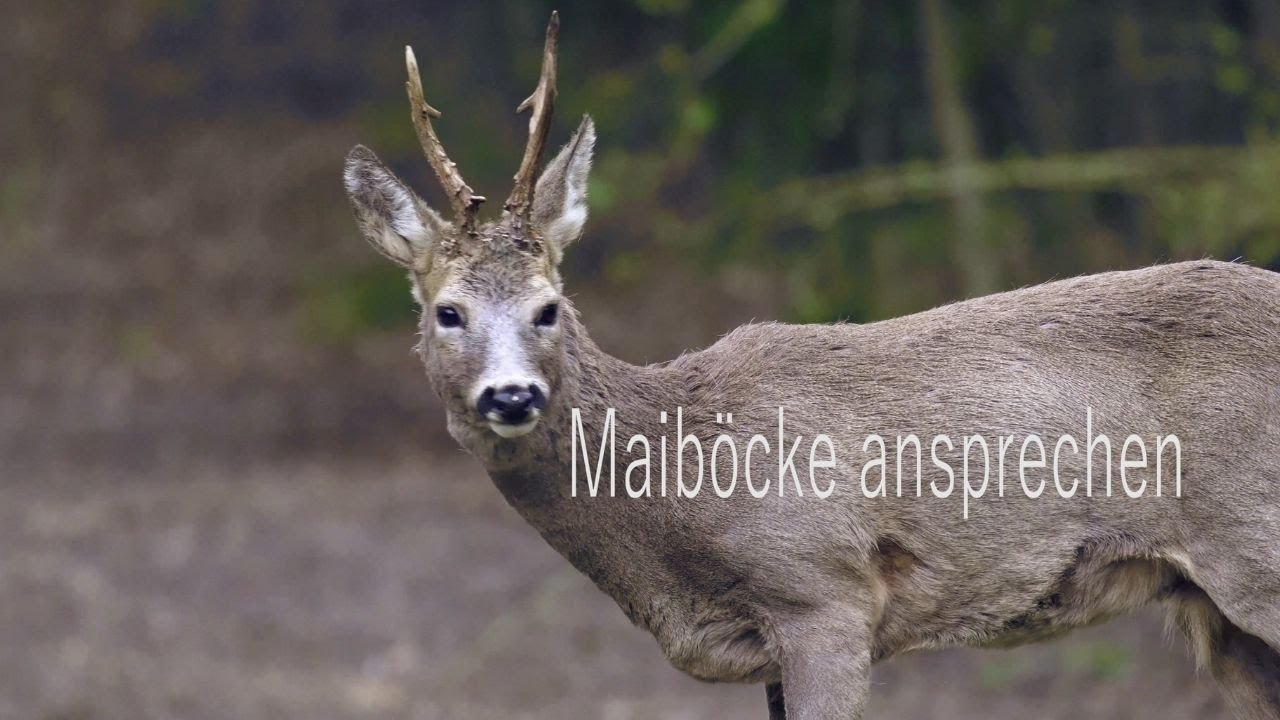 Maiböcke am Berg ansprechen
