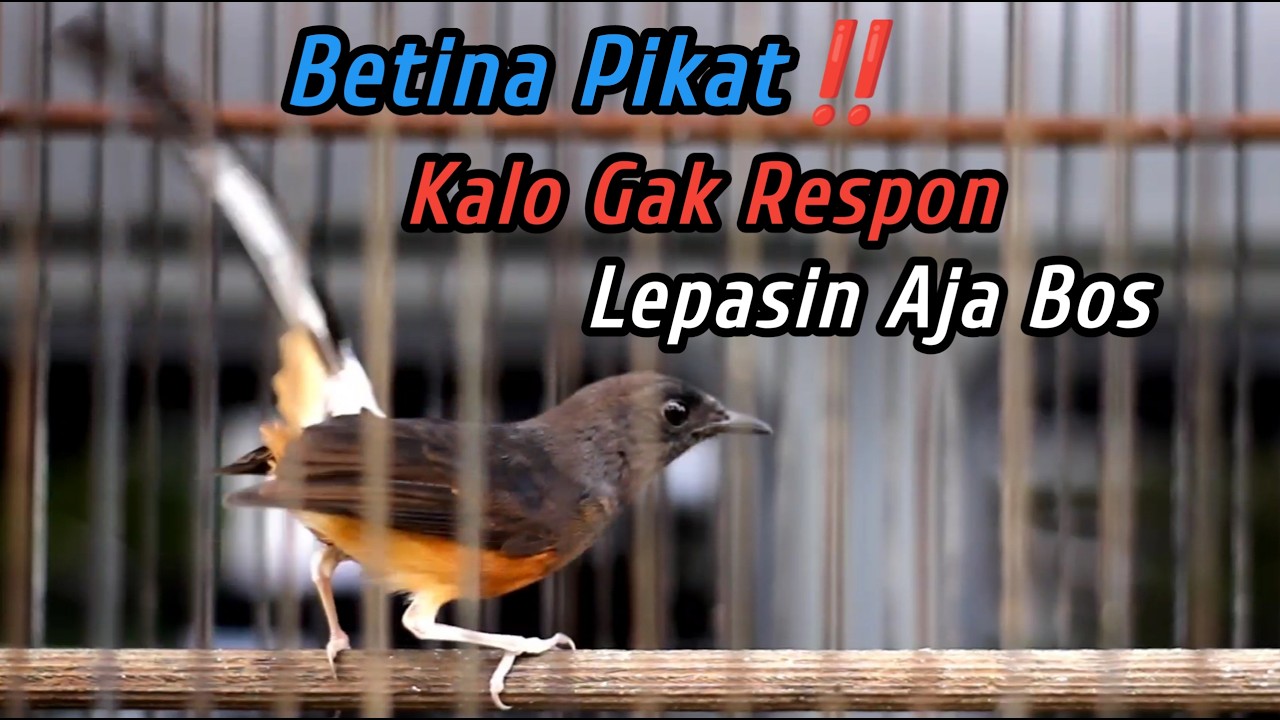 99.9% LANGSUNG NEMBAK‼️SEKALI DENGAR SEMUA MURAI BATU DIAM PASTI LANGSUNG NGAMUK EMOSI JADI GACORDOR