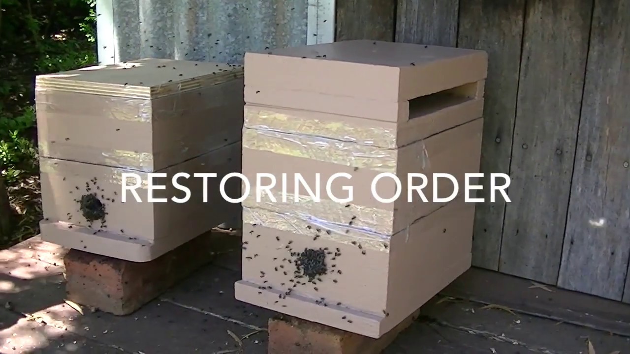 Australian Native Bee, log transfer to a box.