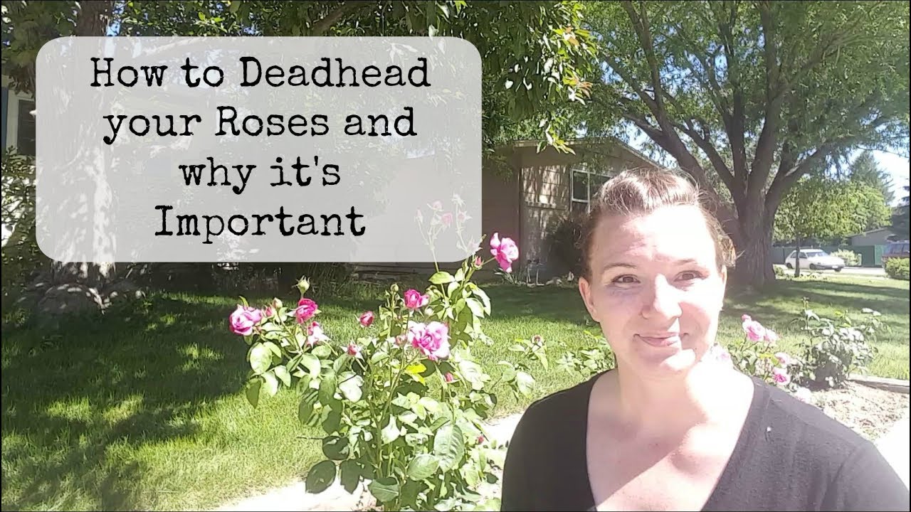 How to Deadhead your Roses and why its important