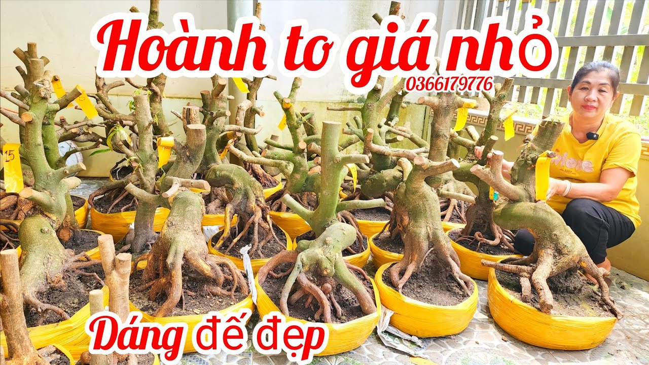 14/3 Chị Khen 0366179776 phôi mai bonsai đẹp vip hoành to giá nhỏ|MaivàngThanhTâm