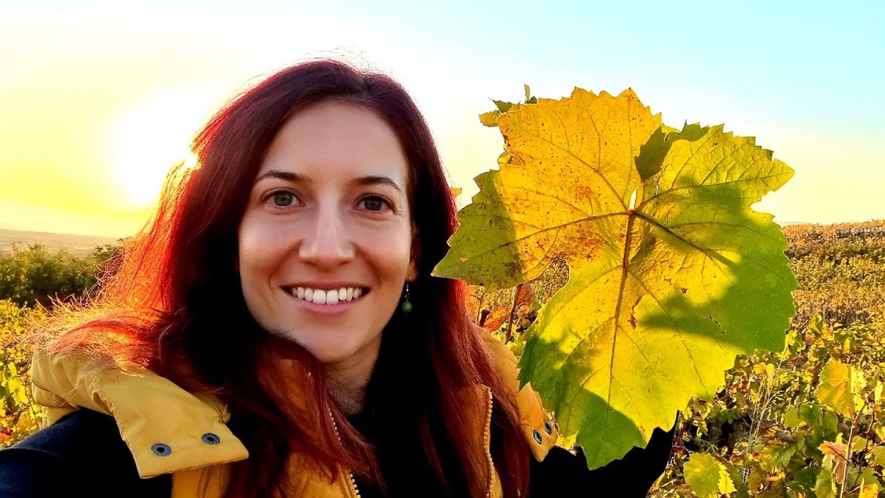 Broadleaved Melnik Vine Bush-Vine Training at Villa Melnik Winery, Bulgaria