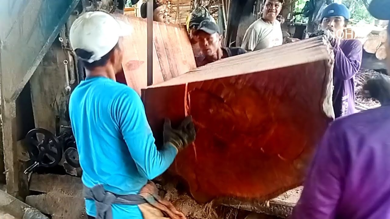 Penggergajian 2 batang kayu durian besar 