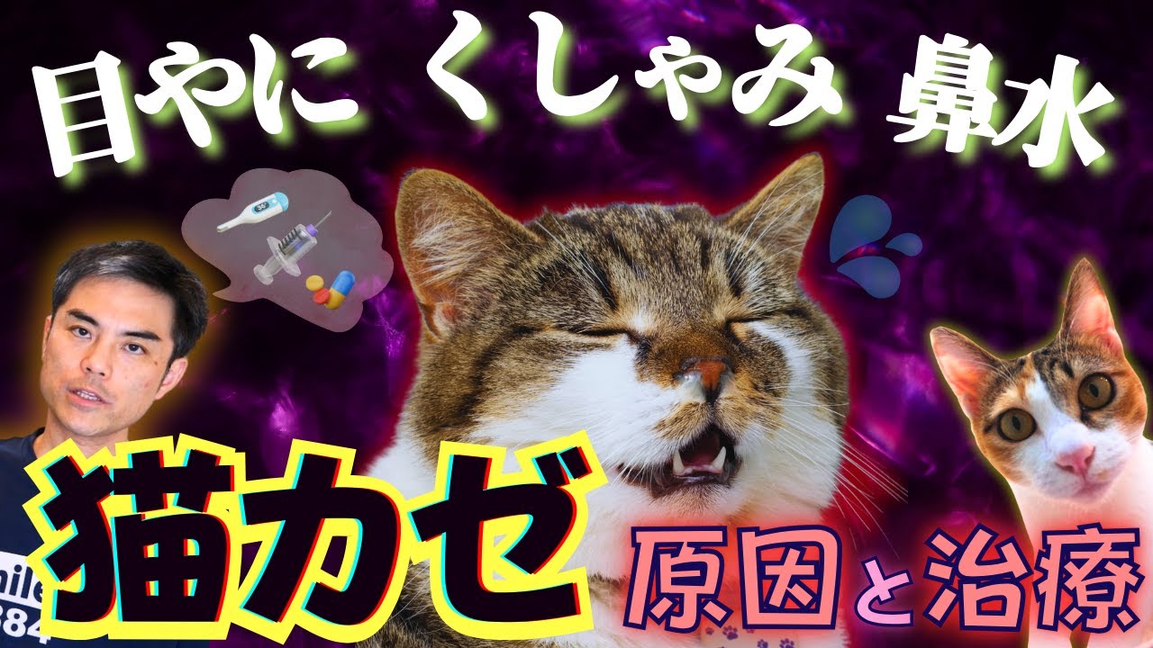【猫の目やに、くしゃみ、鼻水、結膜炎繰り返していませんか？】ストレスがかかると発症する猫カゼ、ヘルペスウイルス感染の正しい検査・治療・予防【獣医師・愛玩動物看護師・動物病院、ペット・ストレス】
