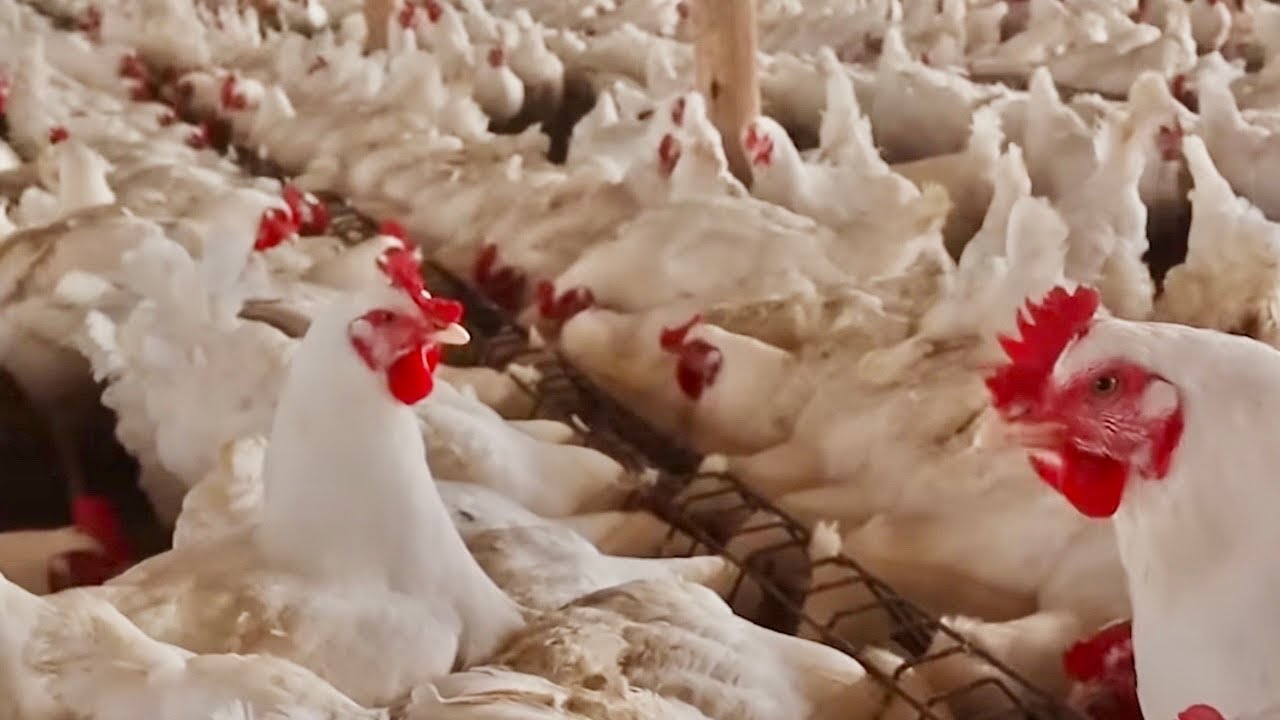 बोइलर कुखुरा पालन कसरी गर्ने? | How to start broiler chicks? | Poultry Farm Panauti Nepal