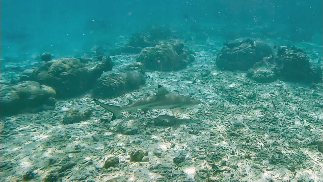 Snorkeling at Sirru Fen Fushi Maldives December 2024