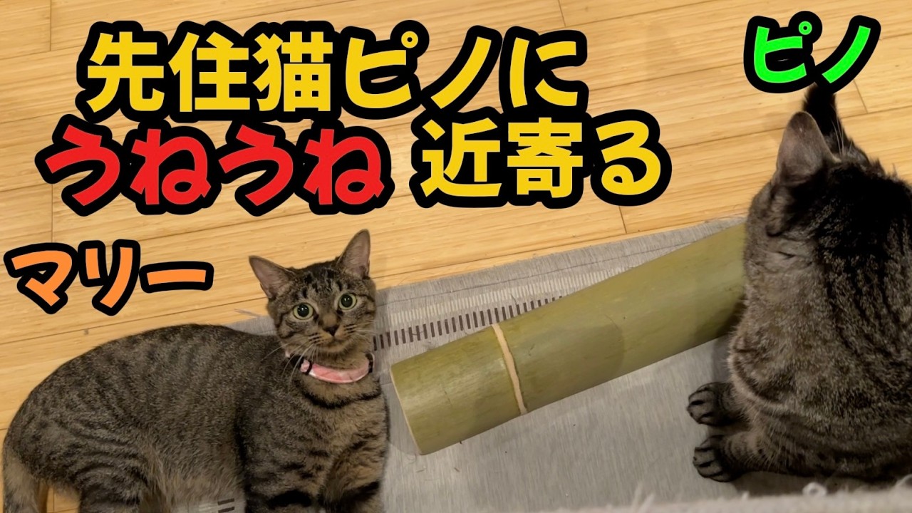 【爆笑】謎のポーズで先住猫に接近‼️大好きでこんな行動に‼️ピノもびっくり