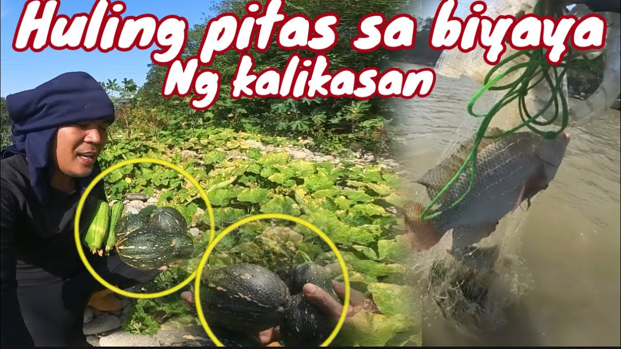 Kumulo na ang tubig!huling pitas na sa ligaw na kalabasa sa tabing ilog