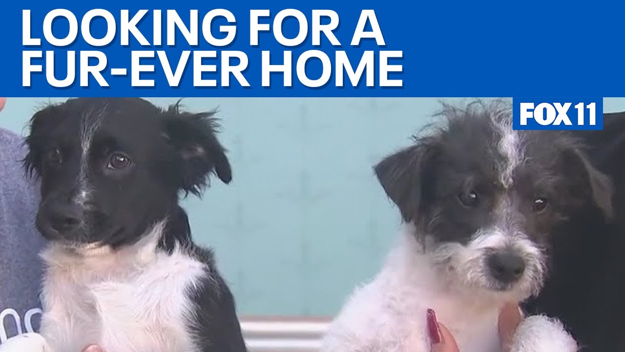 Amanda Foundation hosting open house for pet adoptions  | FOX 11 LA