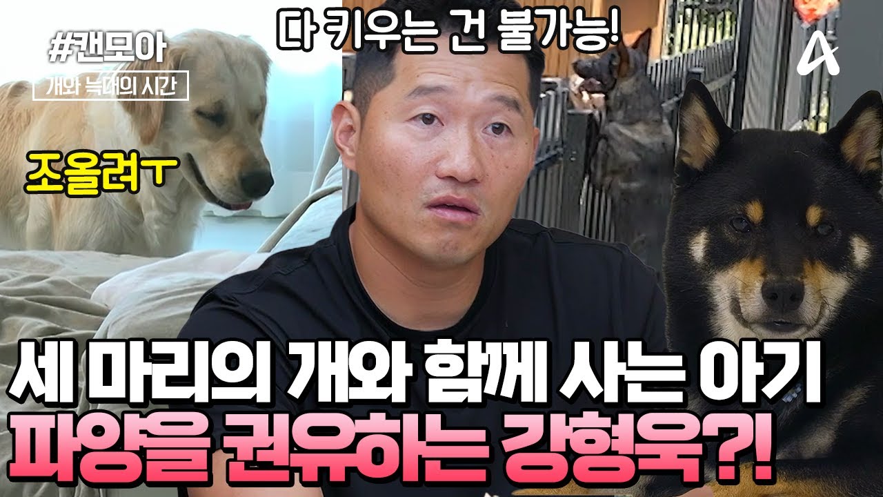 [#캔모아] 🐶개에게 물렸던 적이 있는 아기! 🥹강형욱은 '파양'을 권유했다?! 다견가정의 결말은? | 개와 늑대의 시간 6회