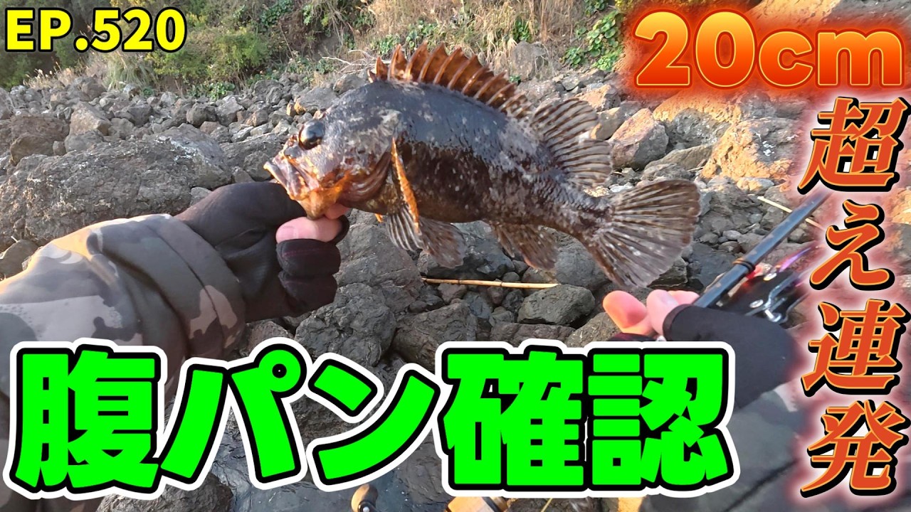 EP.520  鴨川穴釣り 産卵開始を宣言します