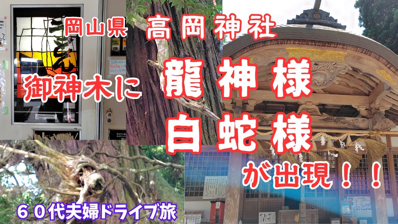 【岡山県高岡神社】御神木に龍神様が現れたと話題の神社に今度は白蛇様まで現れた！！＃神社巡り＃シニア旅#巳年