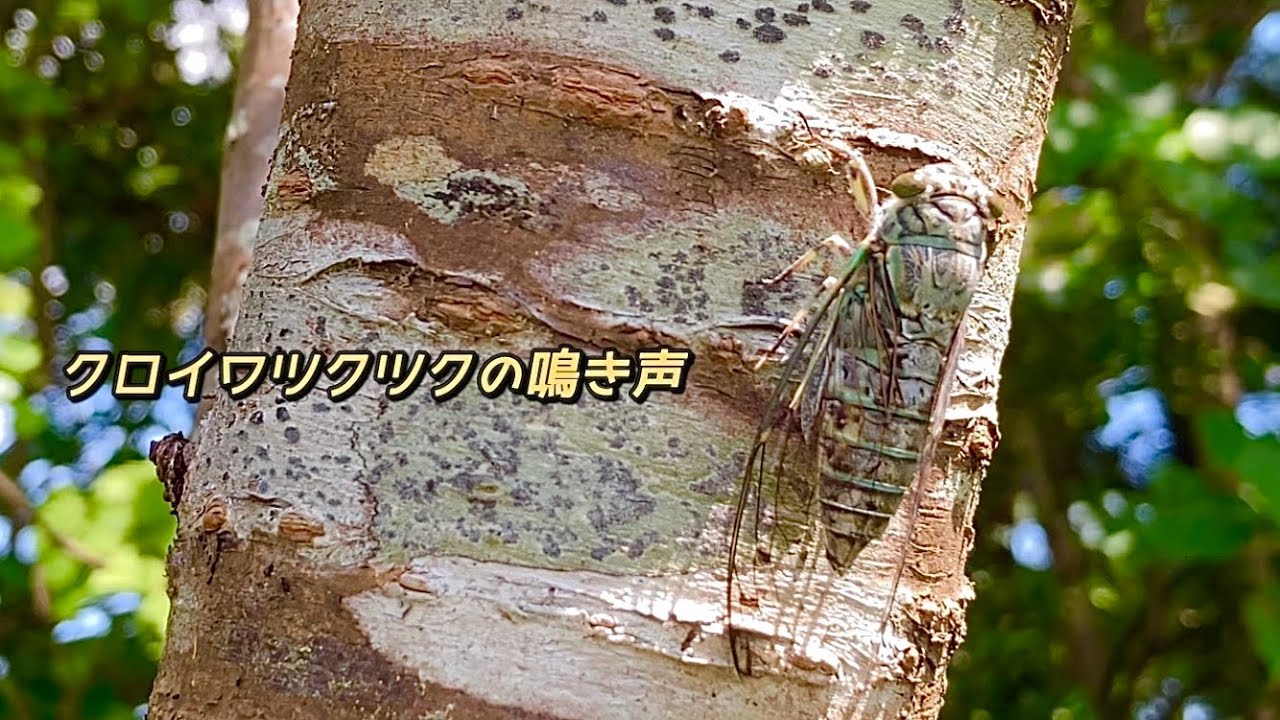 クロイワツクツク セミの鳴き声沖縄本島中部 Meimuna kuroiwae 沖縄の蝉図鑑