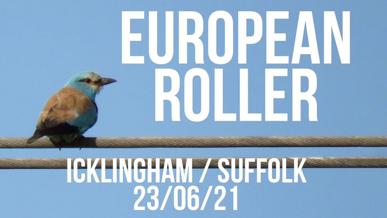 European Roller Icklingham,  Suffolk 23/06/21