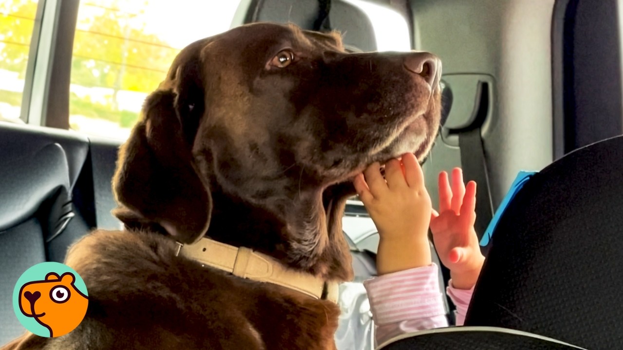 Dog Was Only Child Until New Baby Arrived. Will They Get Along? | Cuddle Buddies
